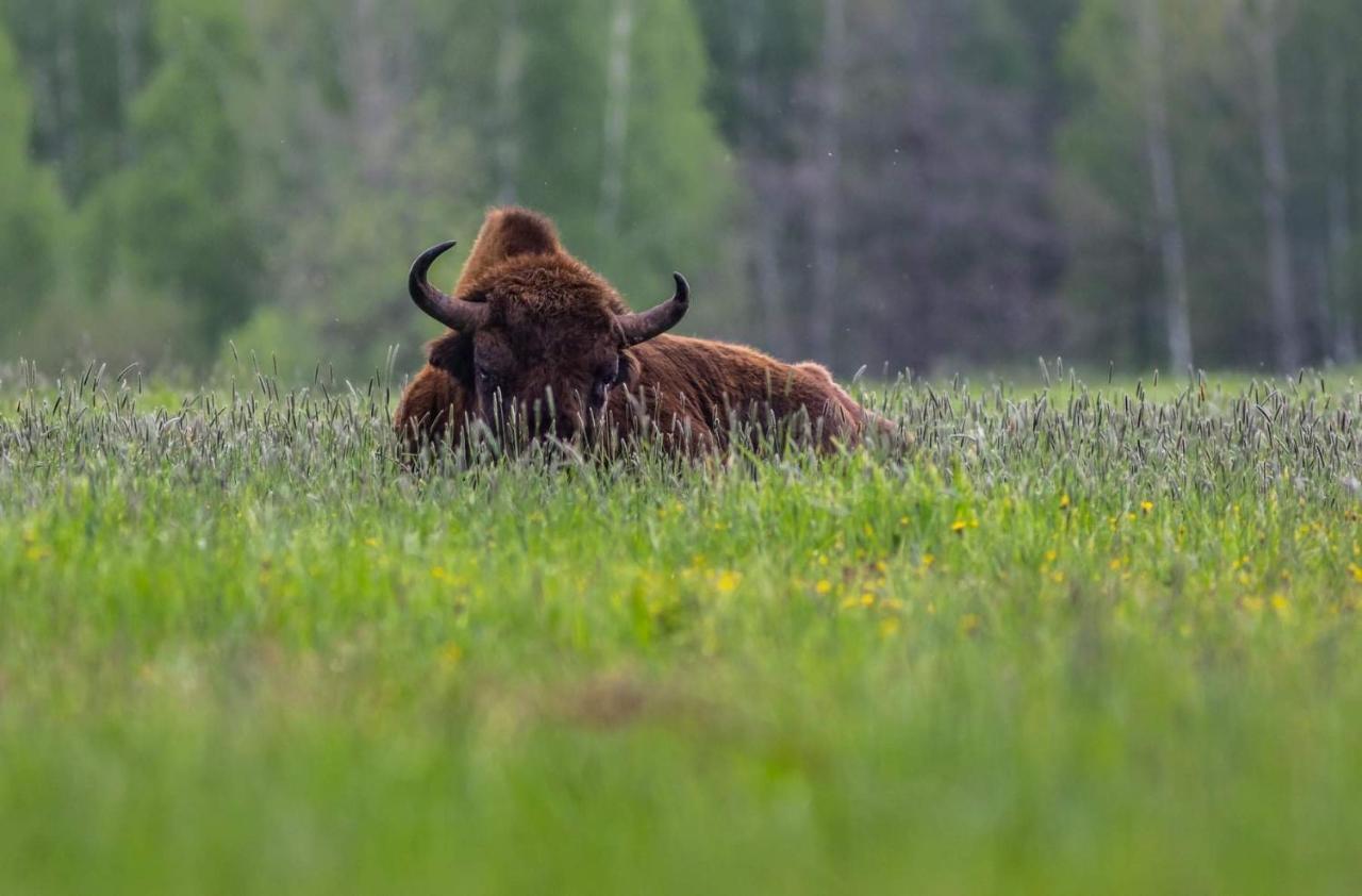 Zubrowe Siolo - Dom Nad Lakami Lejlighed Białowieża Eksteriør billede