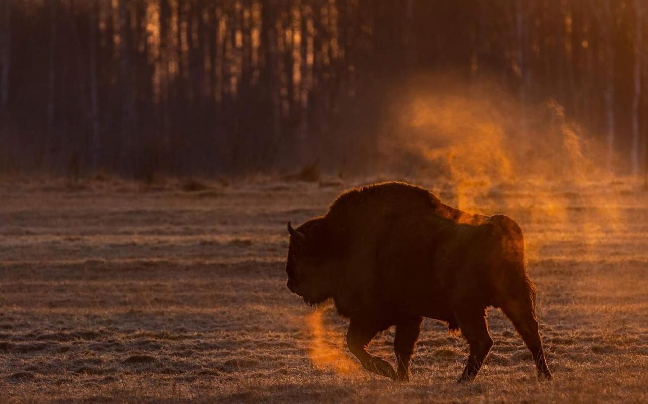 Zubrowe Siolo - Dom Nad Lakami Lejlighed Białowieża Eksteriør billede